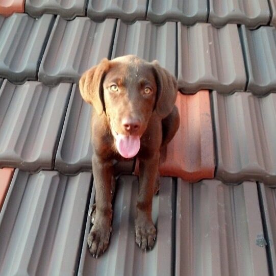 Puppy Luda on Ludowici Tile Plant's Roof